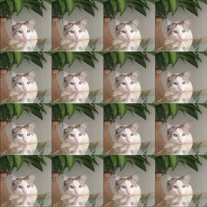 Meet your Posher, Kevin